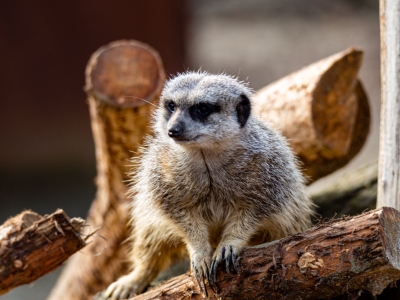 Meerkat - De Zonnegloed - Animal park - Animal refuge centre 
